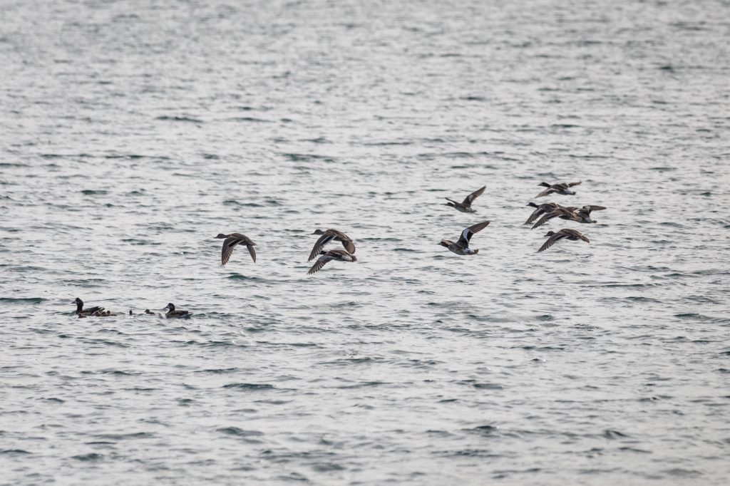 Aves silvestres volando sobre el Lago Colbún lleno en septiembre